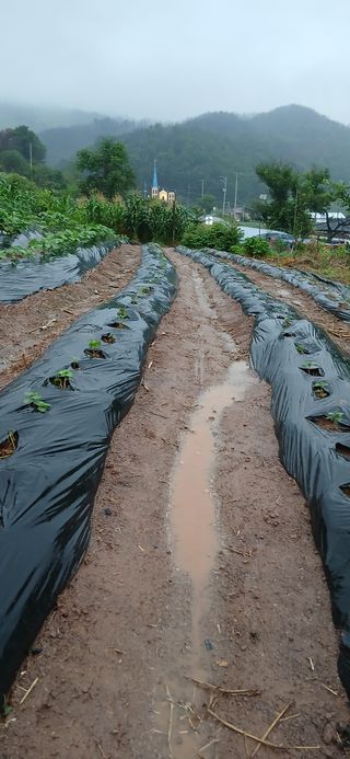 정연섭님의 기타작물 · 영농일지 작성글 사진