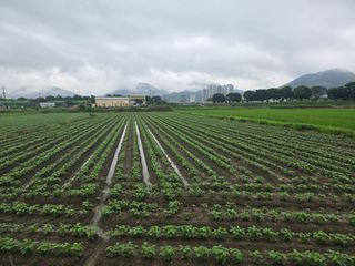아침광장님의 콩 · 영농일지 작성글 사진