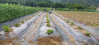 남궁봉님의 호박 · 영농일지 작성글 사진