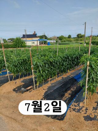 나성주님의 기타작물 · 영농일지 작성글 사진