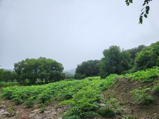 루라121(임동구)님의 기타작물 · 영농일지 작성글 사진