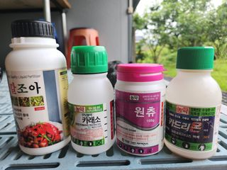키다리님의 감 · 영농일지 작성글 사진