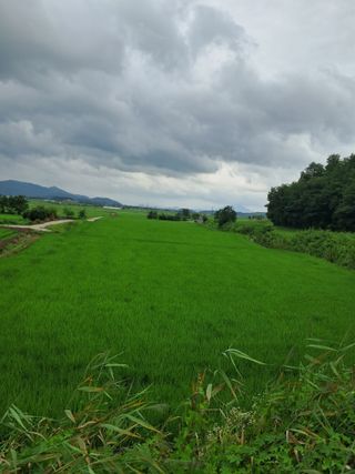 이복길님의 벼 · 영농일지 작성글 사진
