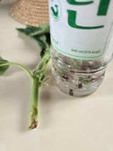 팜모닝 참깨·영농일지 게시글 이미지