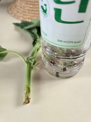 藝園님의 참깨 · 영농일지 작성글 사진