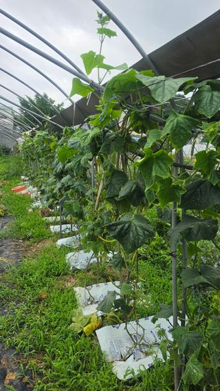 최석주님의 기타작물 · 영농일지 작성글 사진