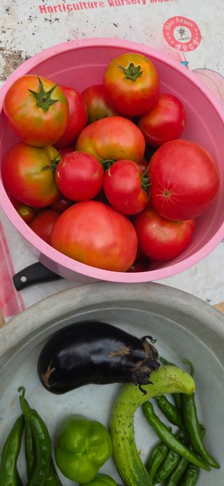 김성필님의 기타작물 · 영농일지 작성글 사진