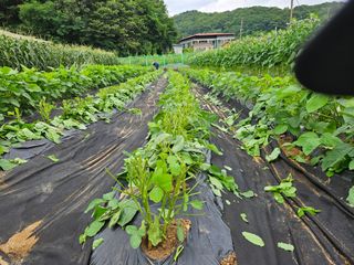 경달현님의 콩 · 영농일지 작성글 사진