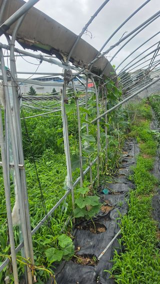 최석주님의 기타작물 · 영농일지 작성글 사진