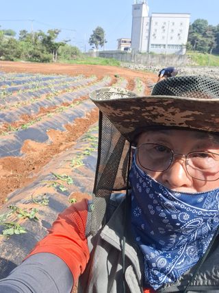 호박 정정호님의 고구마 · 영농일지 작성글 사진