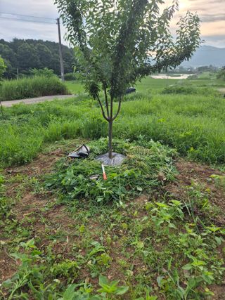 김영진님의 감 · 영농일지 작성글 사진