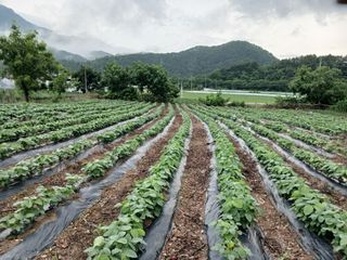 무주김근중님의 콩 · 영농일지 작성글 사진
