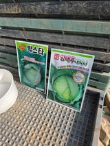 팜모닝 양배추·영농일지 게시글 이미지
