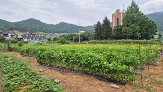 신안광열님의 참깨 · 영농일지 작성글 사진