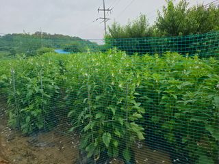 권병☆님의 참깨 · 영농일지 작성글 사진