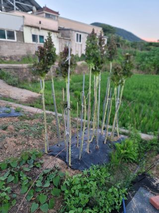 박치문님의 상추 · 영농일지 작성글 사진