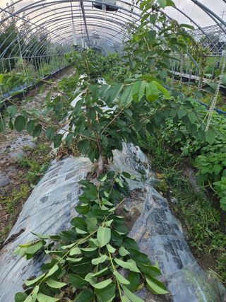 정영석님의 참깨 · 영농일지 작성글 사진