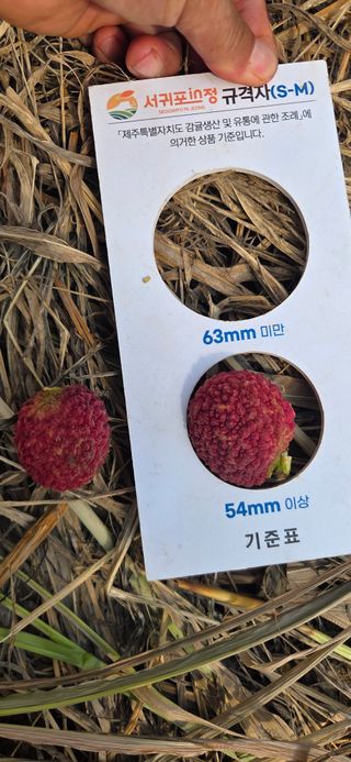 정찬우 님의 기타작물 · 영농일지 작성글 사진