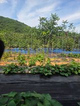 김영옥님의 작성글 사진