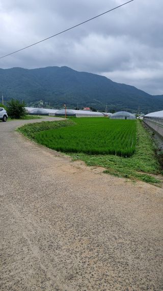 낙엽교목류13527님의 벼 · 영농일지 작성글 사진