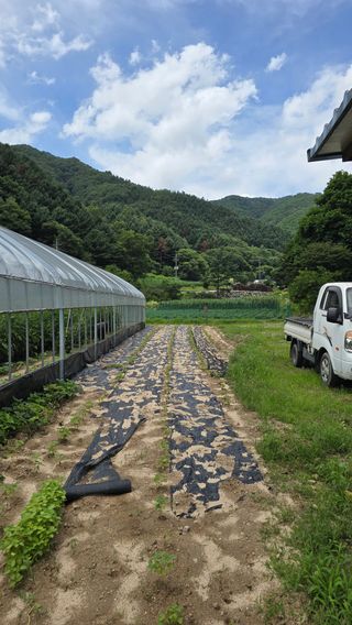 이규섭님의 참깨 · 영농일지 작성글 사진