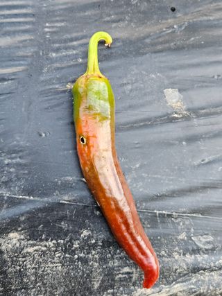 김해열님의 기타작물 · 영농일지 작성글 사진