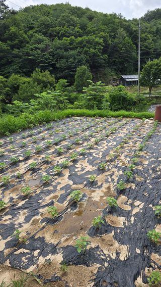 이규섭님의 참깨 · 영농일지 작성글 사진