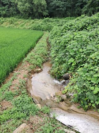 이복길님의 벼 · 영농일지 작성글 사진
