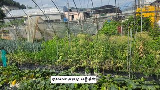 최석주님의 기타작물 · 영농일지 작성글 사진