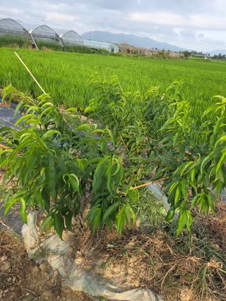 정영석님의 복숭아 · 영농일지 작성글 사진