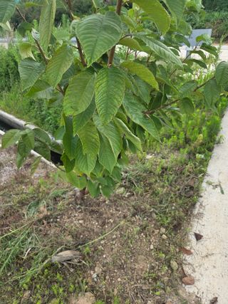 정영석님의 기타작물 · 영농일지 작성글 사진