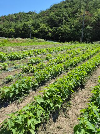 주말농 젠바님의 기타작물 · 영농일지 작성글 사진