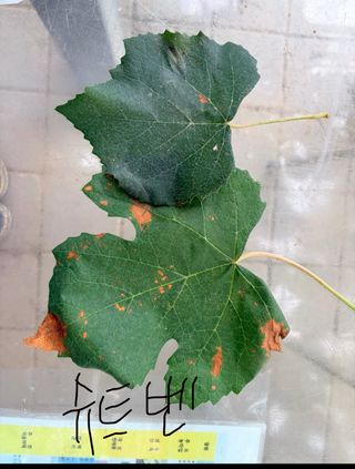 김준호님의 기타작물 · 영농일지 작성글 사진
