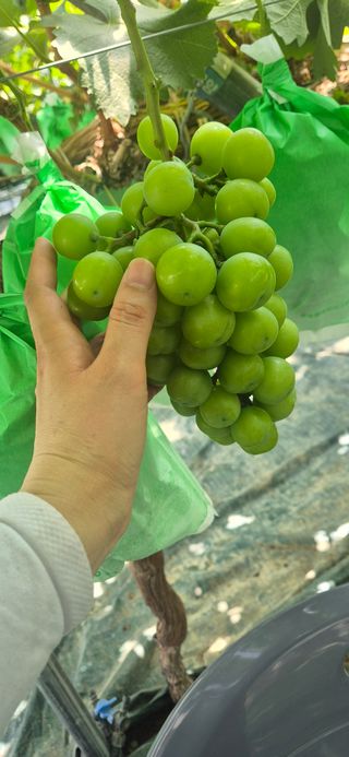 이화주님의 포도 · 영농일지 작성글 사진