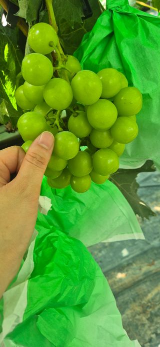 이화주님의 포도 · 영농일지 작성글 사진