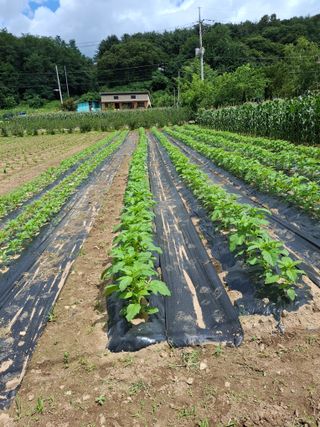 사과13534님의 참깨 · 영농일지 작성글 사진