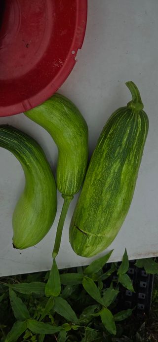 김성필님의 기타작물 · 영농일지 작성글 사진