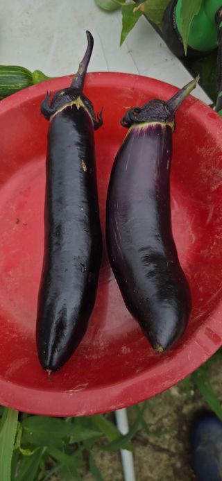 김성필님의 기타작물 · 영농일지 작성글 사진