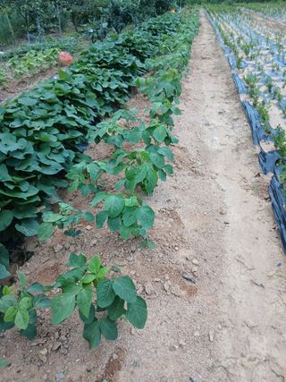 엄기덕님의 기타작물 · 영농일지 작성글 사진