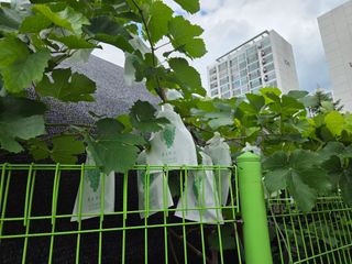 박병철님의 포도 · 영농일지 작성글 사진
