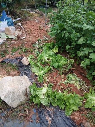 엄기덕님의 토마토 · 영농일지 작성글 사진