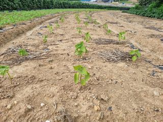 김선오6251556님의 기타작물 · 영농일지 작성글 사진