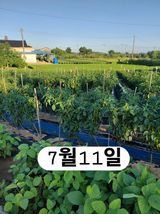 팜모닝 기타작물·영농일지 게시글 이미지