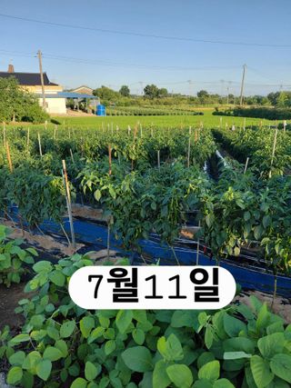 나성주님의 기타작물 · 영농일지 작성글 사진