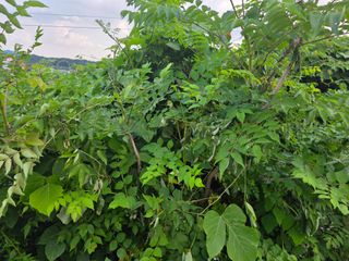 플러스밸류님의 두릅 · 영농일지 작성글 사진