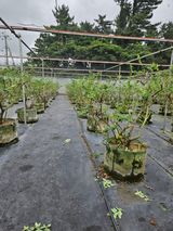 제주 지안이네농장님의 작성글 사진