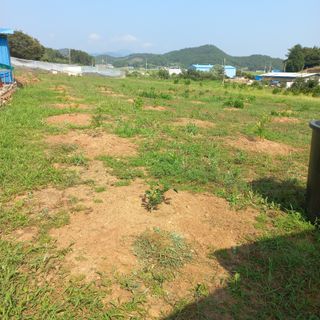 김건우님의 감 · 영농일지 작성글 사진
