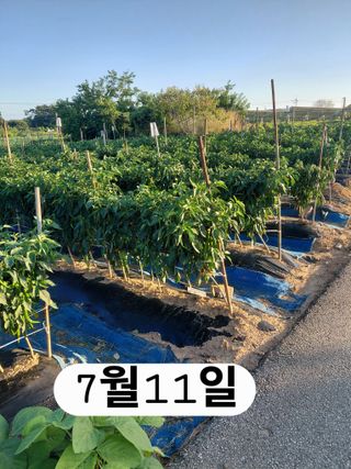 나성주님의 기타작물 · 영농일지 작성글 사진