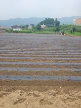 팜모닝 기타작물·영농일지 게시글 이미지