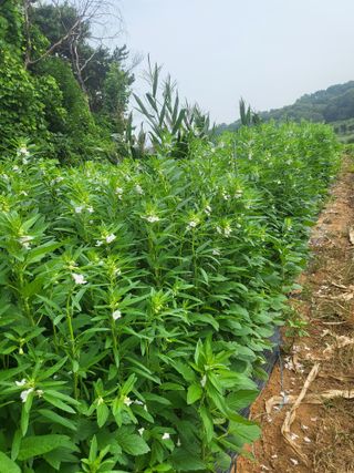 최병우님의 벼 · 영농일지 작성글 사진